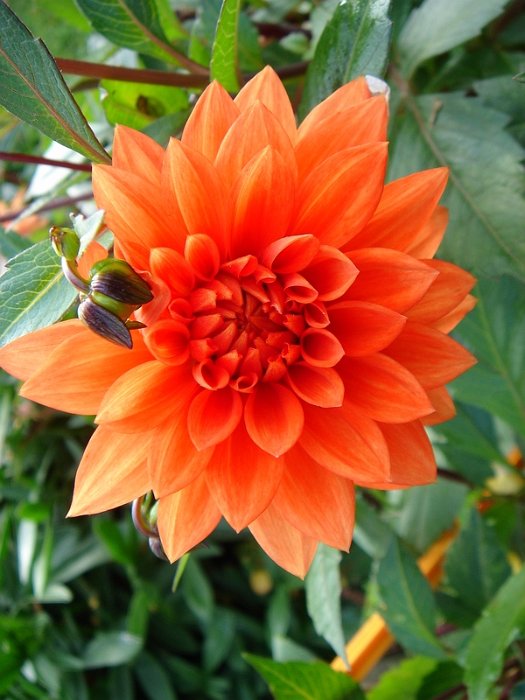 Dahlia x 'Messine'